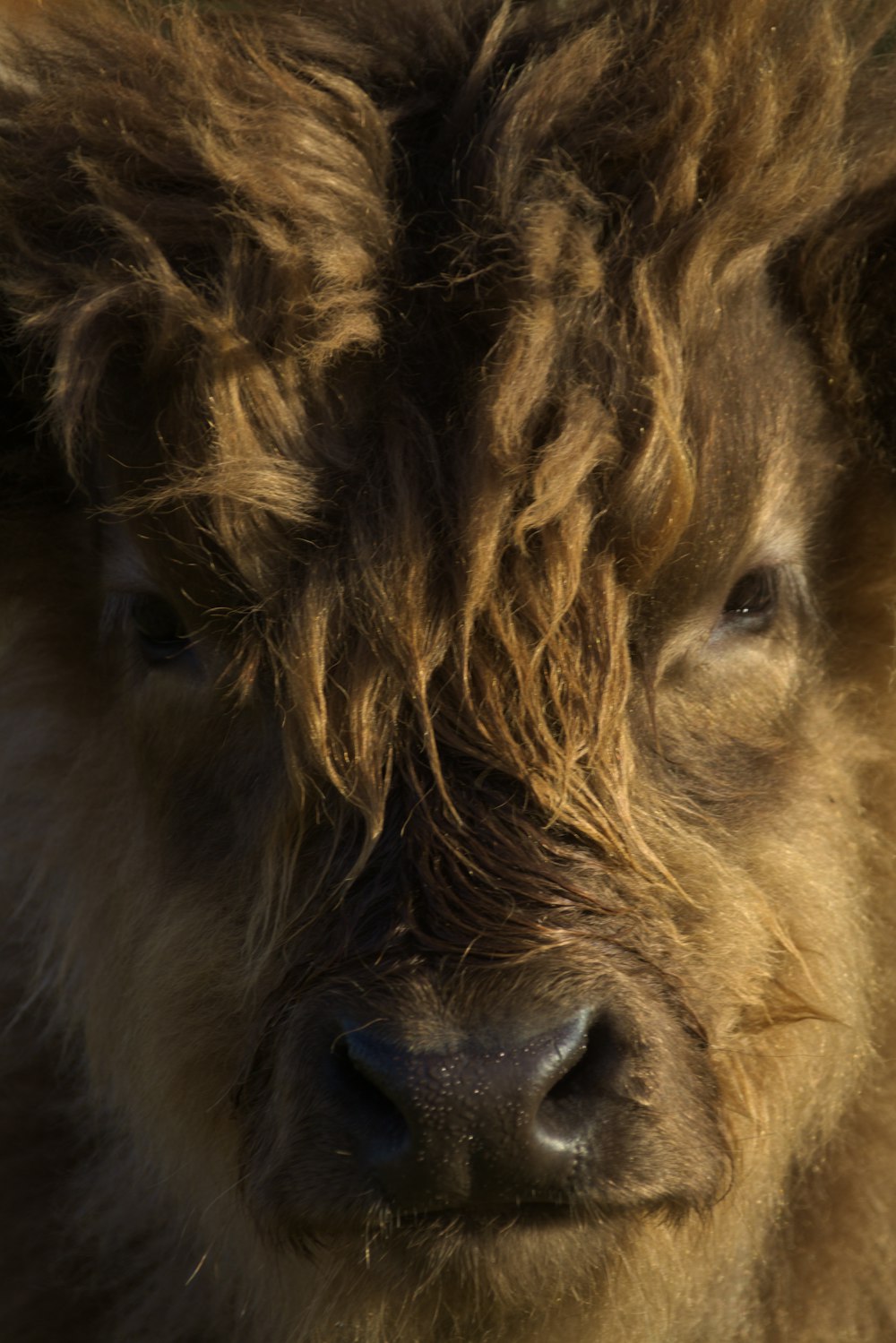 Un primo piano di una mucca marrone con i capelli lunghi