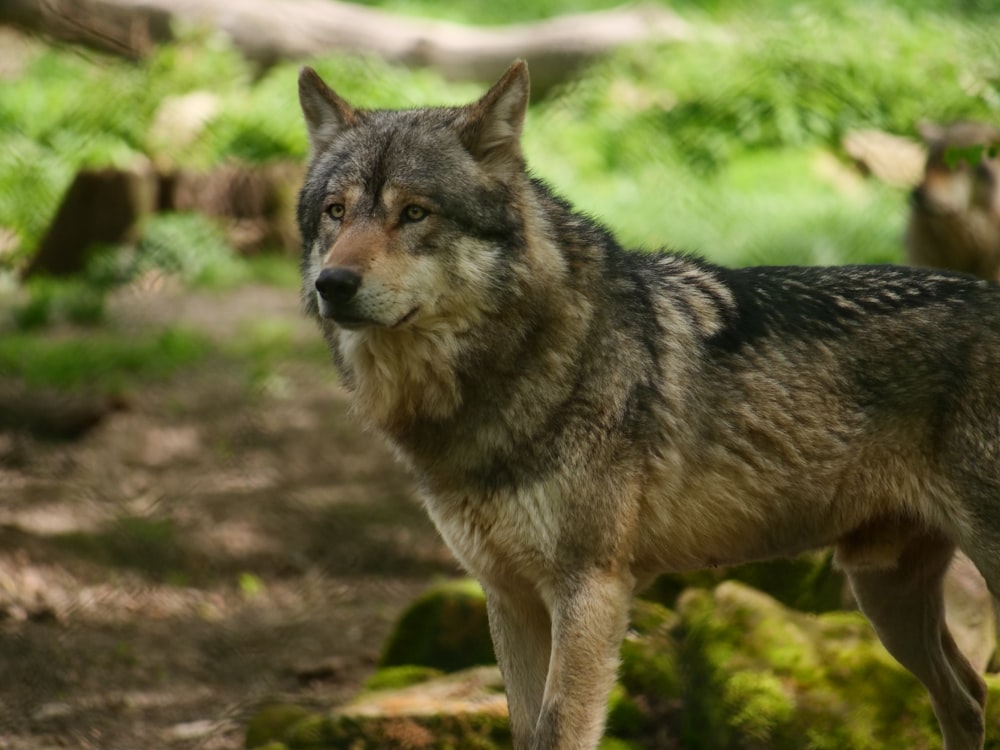 a wolf standing on a dirt path in the woods