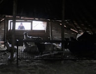 Inside a dimly lit barn, several goats are gathered near a fenced area. A person is visible through a bright window, looking into the barn. The wood and metal structures provide a rustic and somewhat enclosed atmosphere.