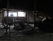 Farm workers tending to goats in a clean, well-maintained eco-friendly barn.