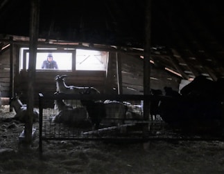 Rows of well-kept goats standing calmly in a shaded barn area.