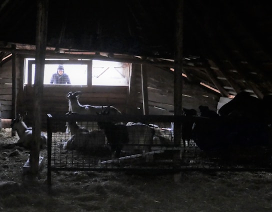Inside a dimly lit barn, several goats are gathered near a fenced area. A person is visible through a bright window, looking into the barn. The wood and metal structures provide a rustic and somewhat enclosed atmosphere.