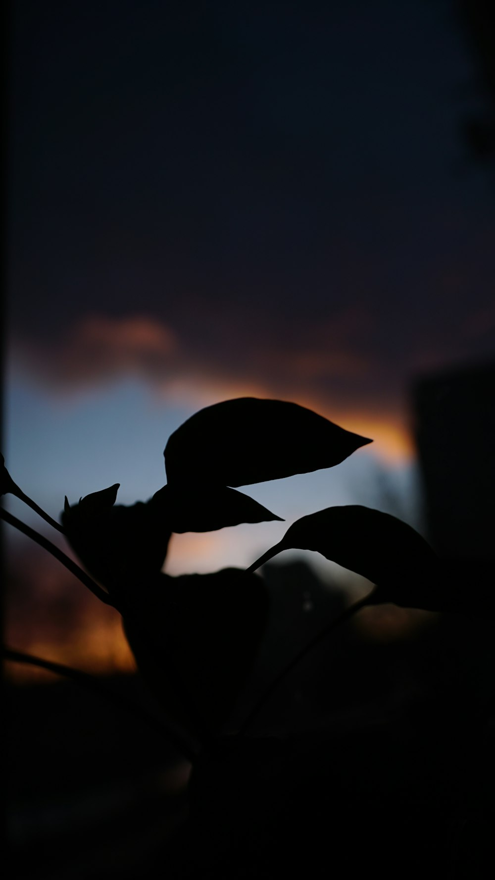 a silhouette of a plant with a sunset in the background