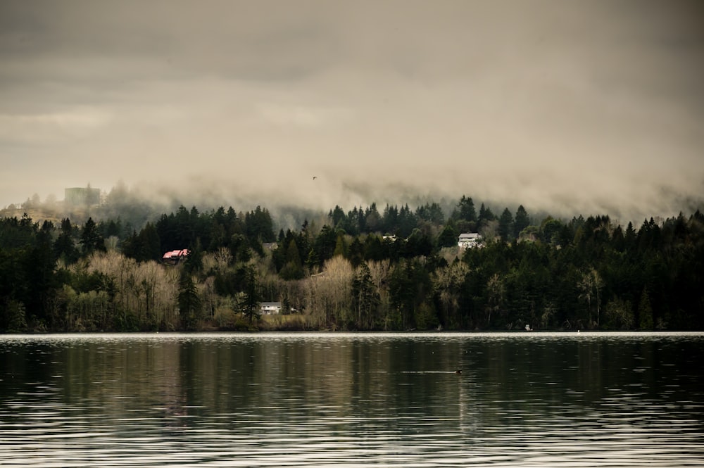 a large body of water surrounded by trees