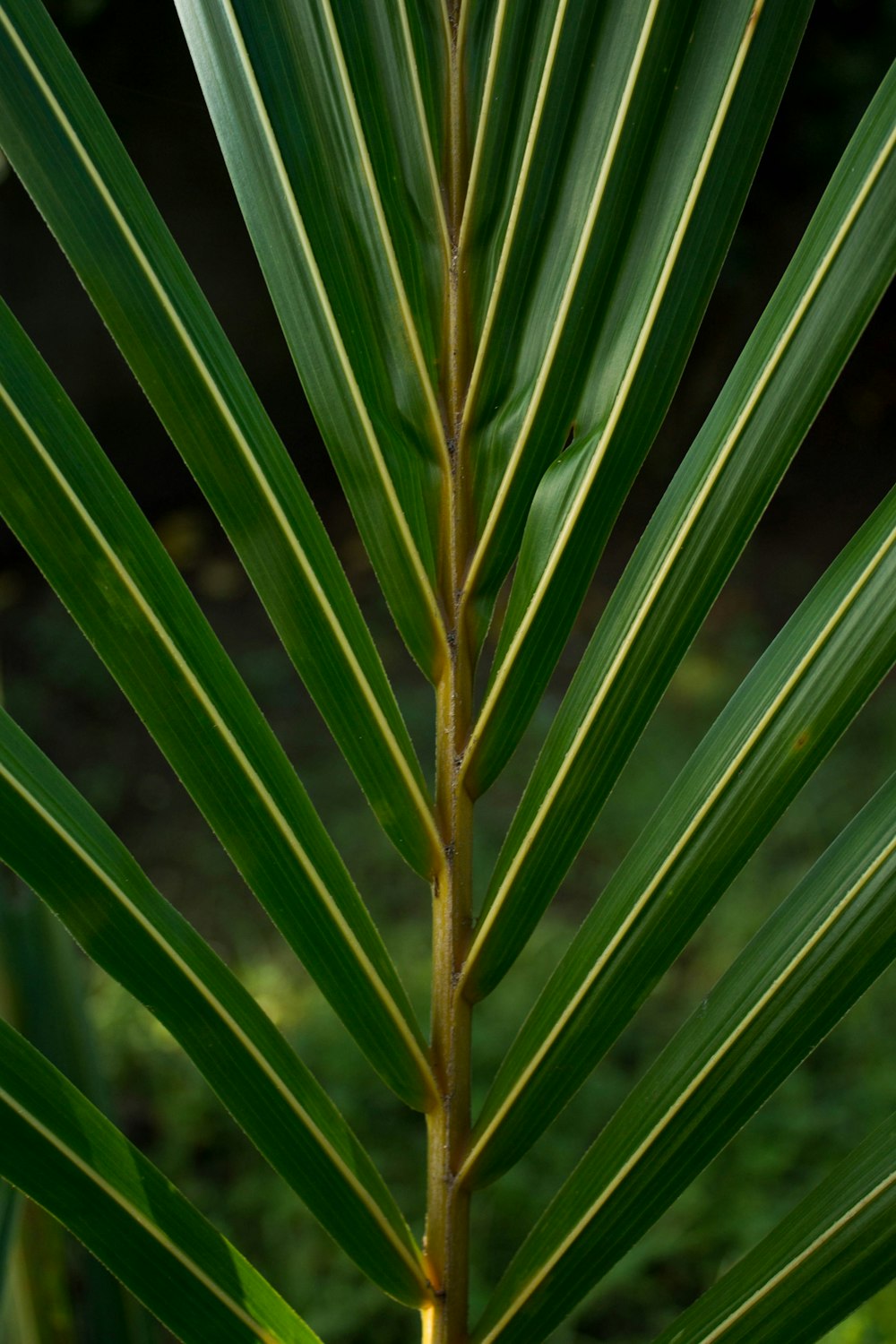 a close up of a palm tree leaf
