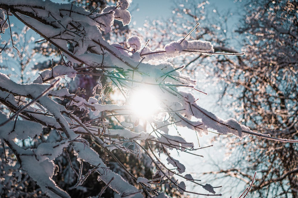 the sun shines through the branches of a tree