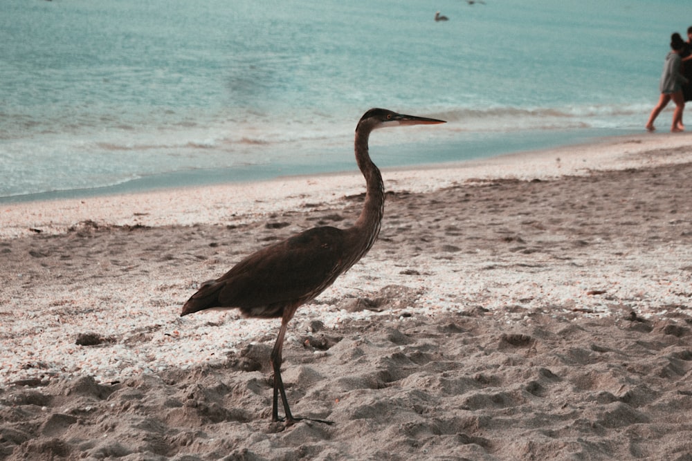 a bird standing on a sandy beach next to the ocean