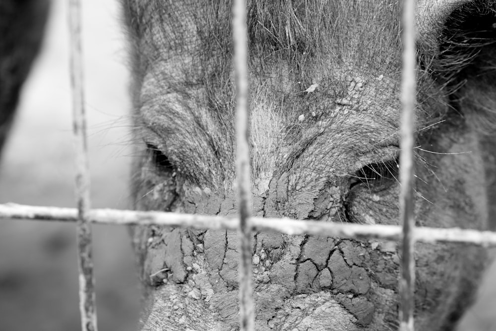 a black and white photo of a pig behind a fence