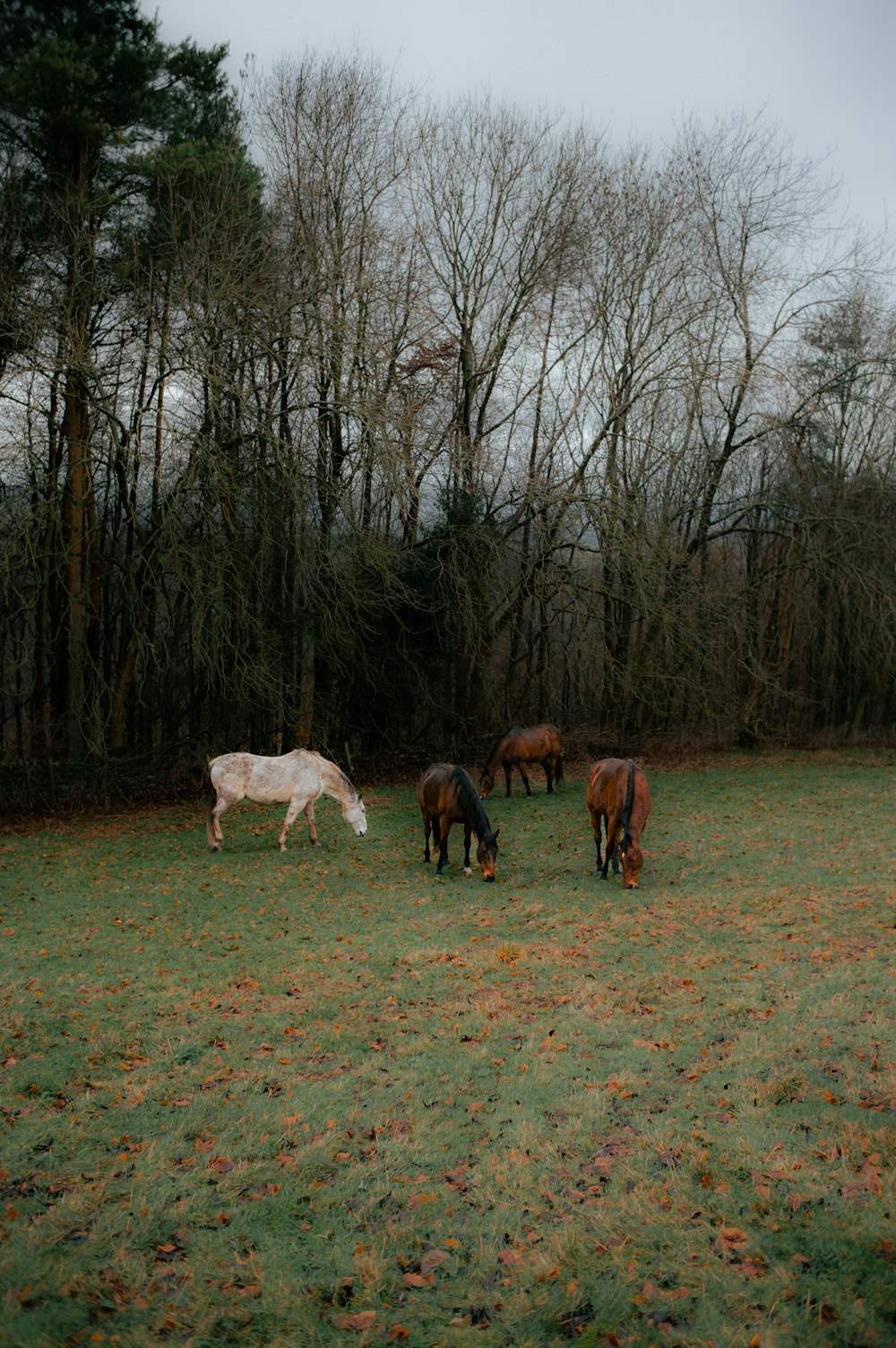 a group of horses grazing in a field