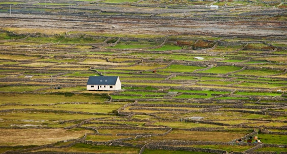A rural landscape featuring a small house situated in the middle of an expansive area covered with lush green fields and stone walls. The fields are divided into numerous irregularly shaped patches bordered by low stone fences. The overall scene conveys a sense of order and tranquility amidst the rugged natural surroundings.