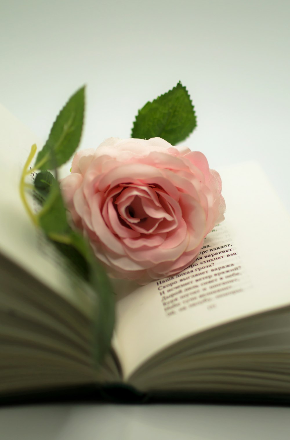 a pink rose sitting on top of an open book