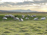 A peaceful farm landscape with rows of white sheep resting near a modern green and white barn.
