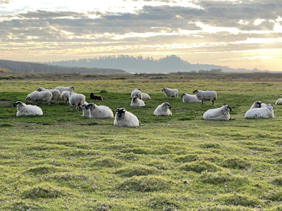 A peaceful farm landscape with rows of white sheep resting near a modern green and white barn.