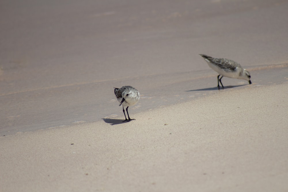 a couple of birds standing on top of a sandy beach