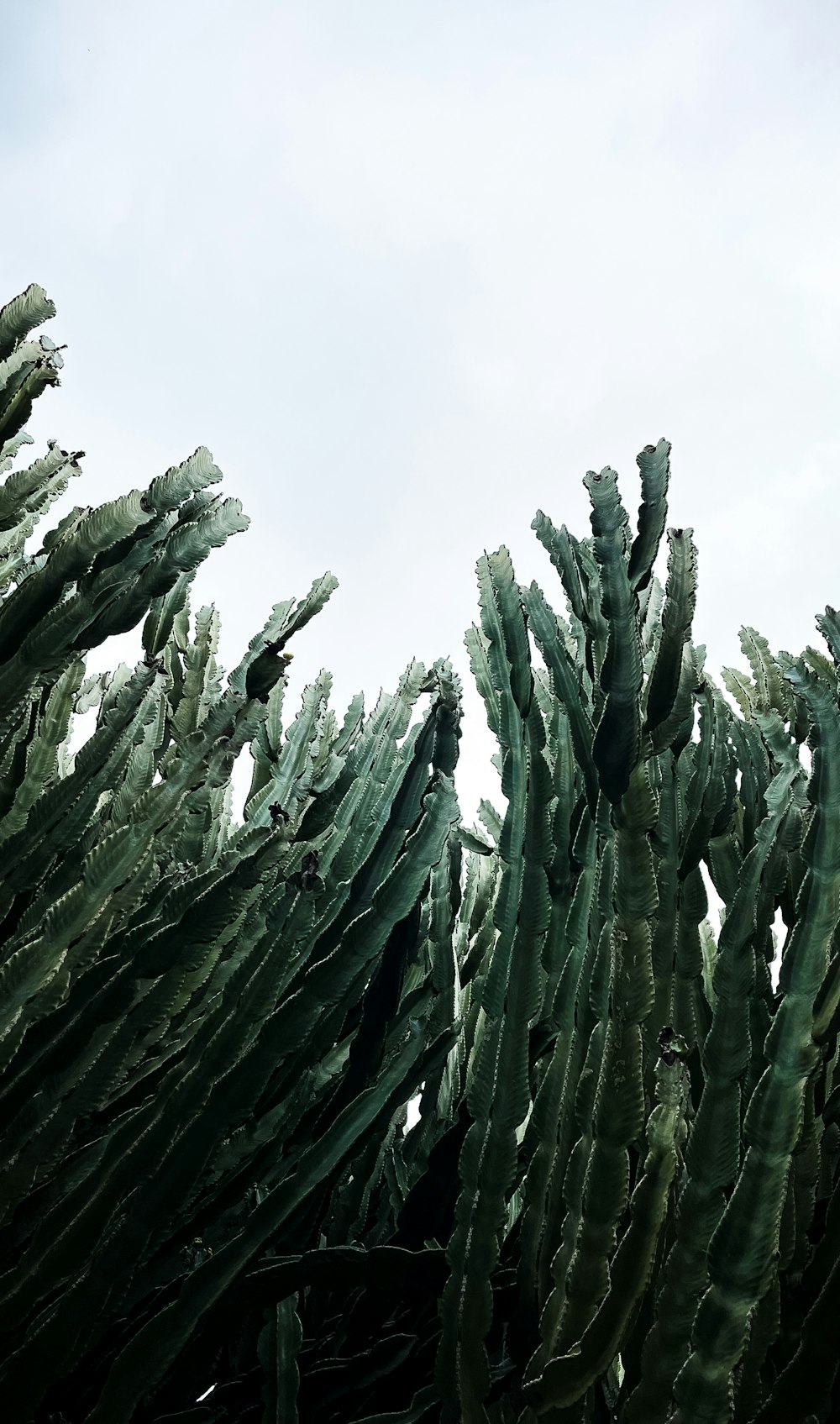 a group of green cactus plants with sky in the background