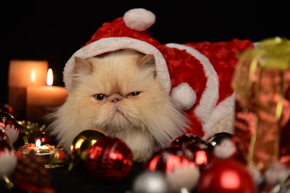 um gato usando um chapéu de Papai Noel cercado por decorações de Natal
