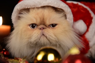a close up of a cat wearing a santa hat