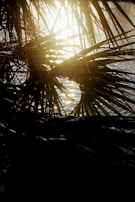 Sunlight filtering through palm trees near an onshore exploration site.