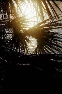 Sunlight filtering through palm trees near an onshore exploration site.