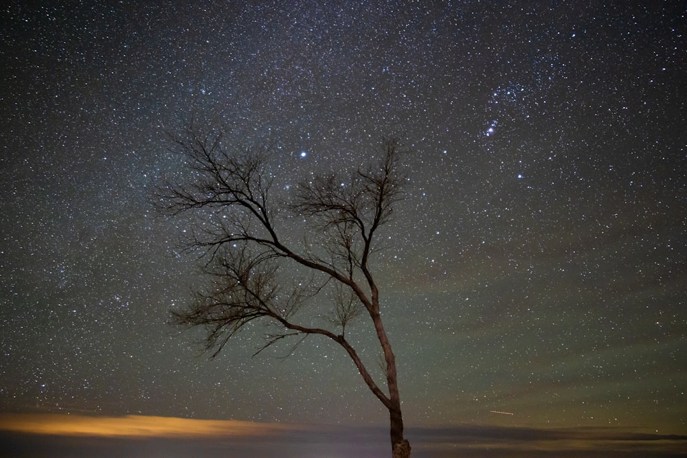 a lone tree under a night sky with stars