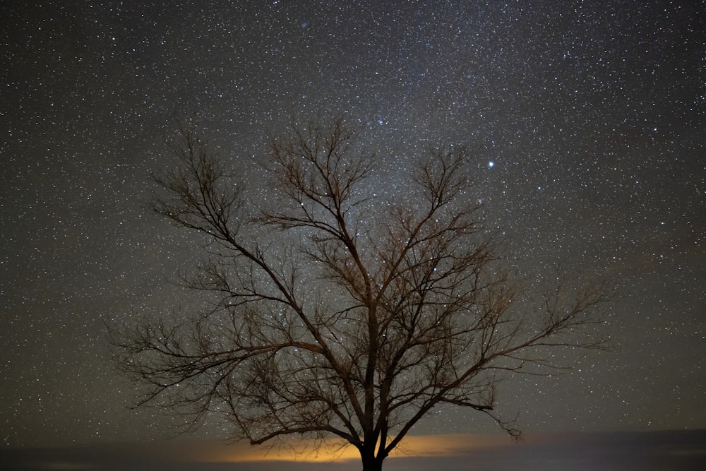 a tree with no leaves under a night sky filled with stars
