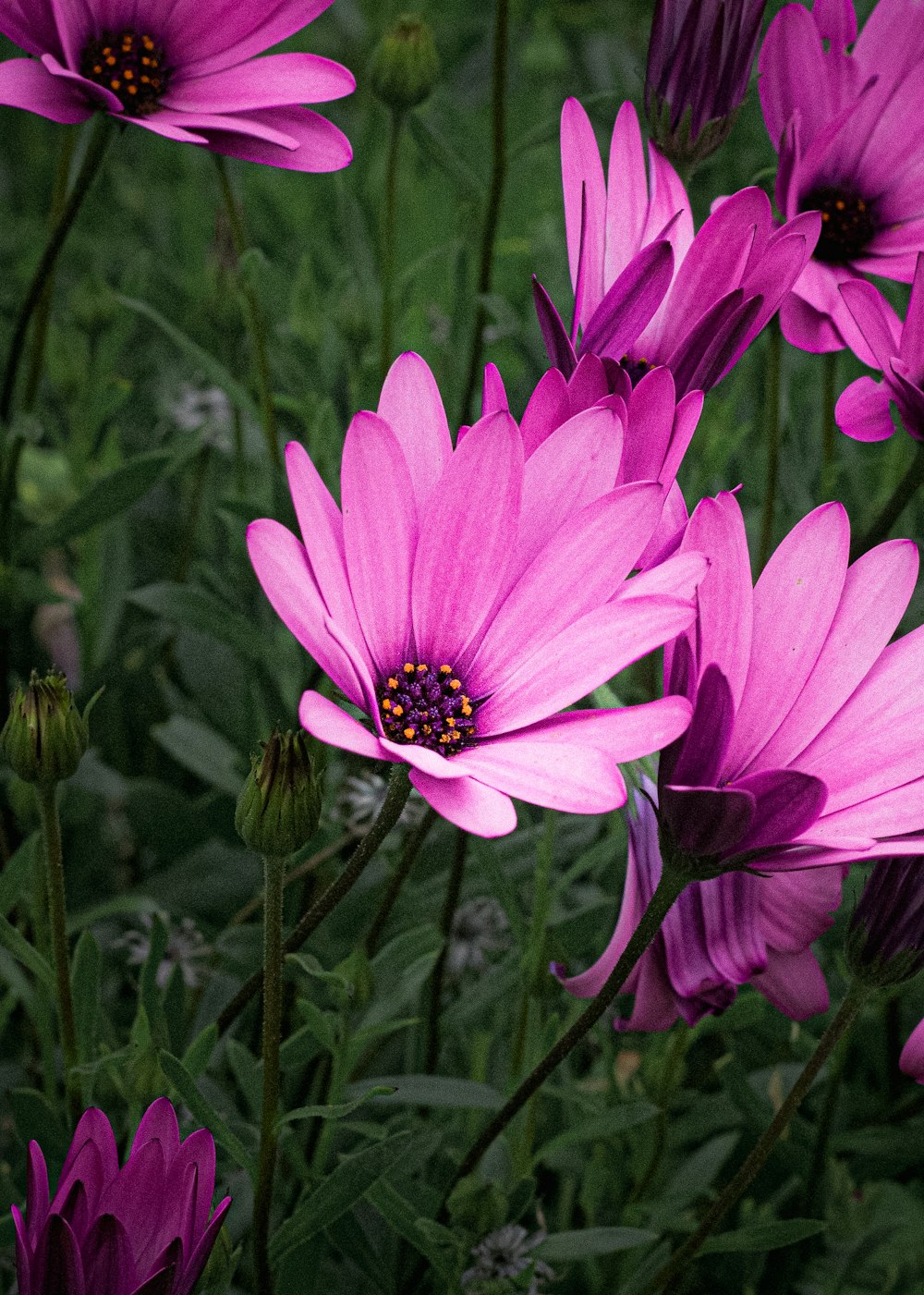 a bunch of pink flowers that are in the grass