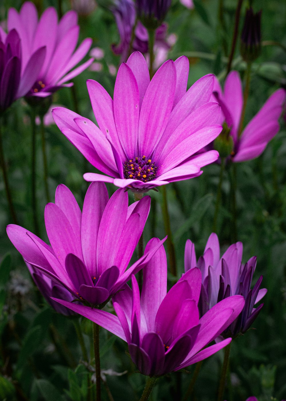 a bunch of purple flowers in a field