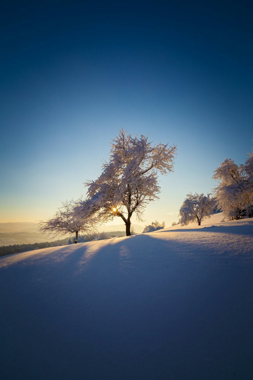 a lone tree in the middle of a snowy field