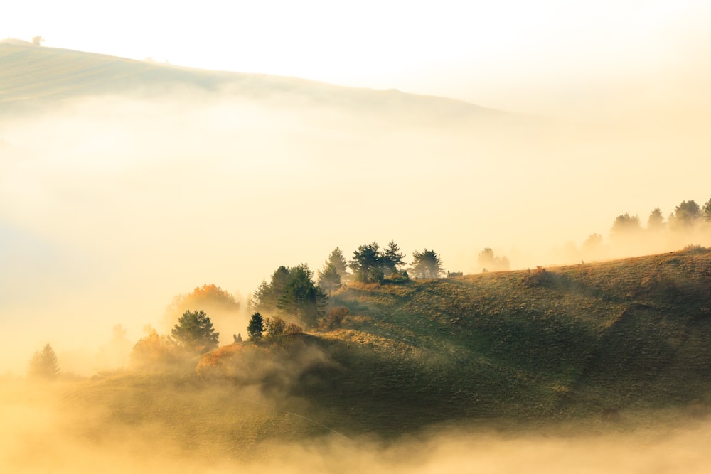 una colina cubierta de niebla con árboles en la parte superior de ella