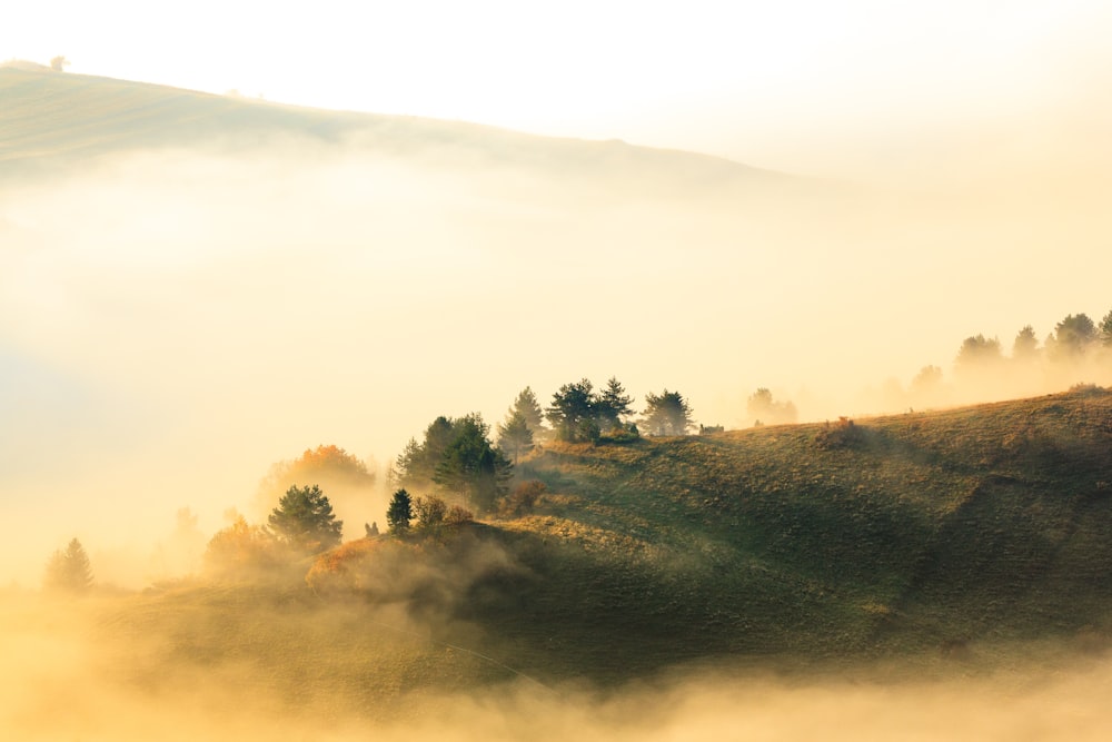 une colline couverte de brouillard avec des arbres au sommet