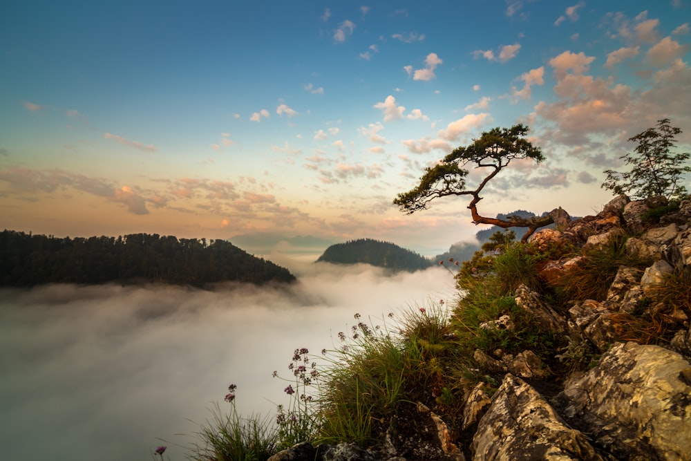 a lone tree on top of a mountain above the clouds