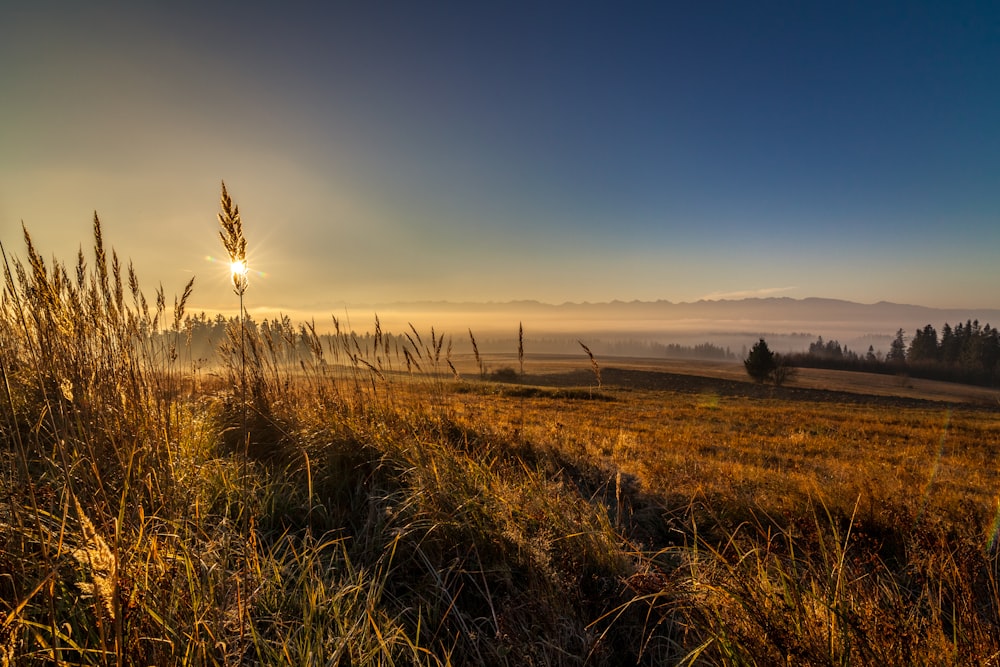 the sun is setting over a grassy field