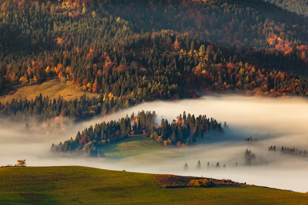 a foggy valley with trees in the distance