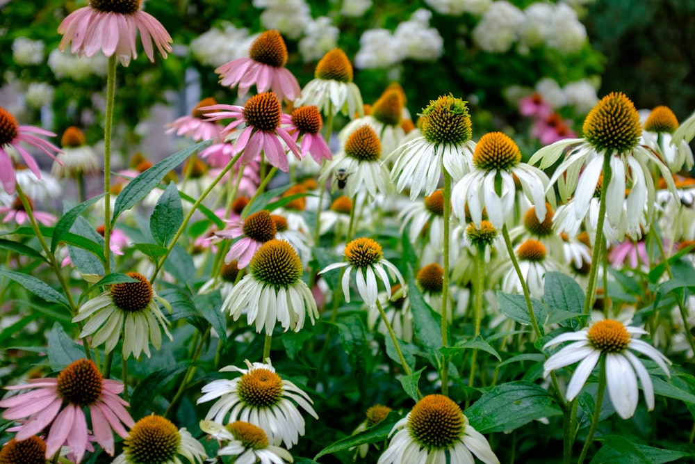 a bunch of flowers that are in the grass