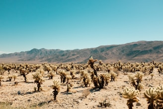 Wide desert landscape with cacti and distant mountains under a clear blue sky.