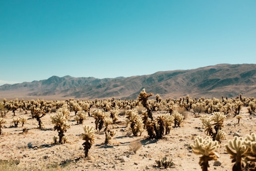 Wide desert landscape with cacti and distant mountains under a clear blue sky.