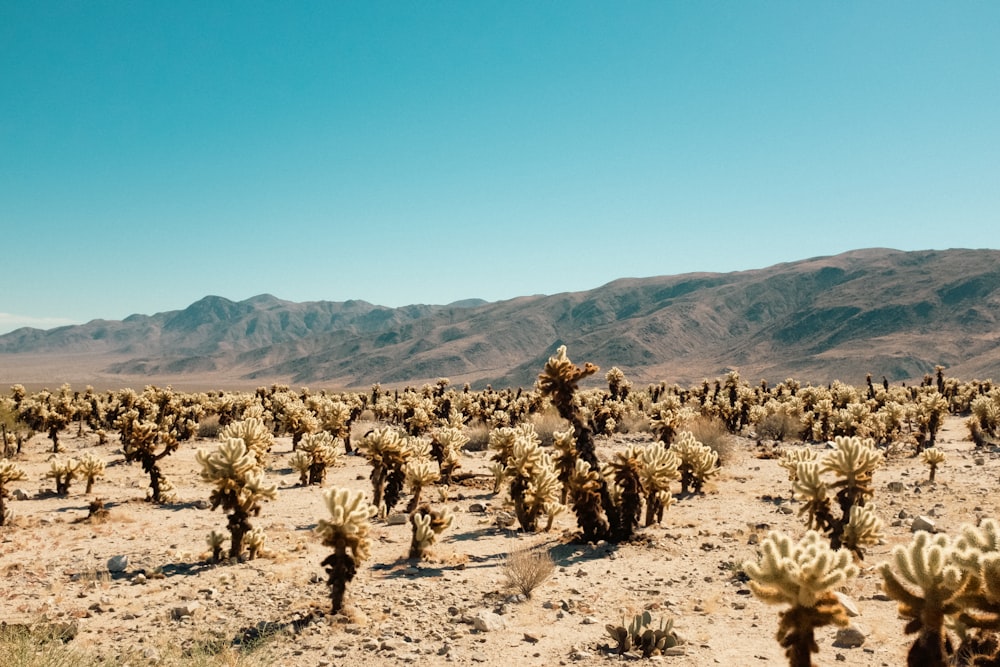 a field of cacti in the desert with mountains in the background