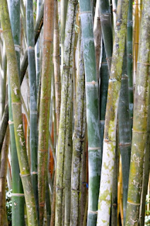 a large group of bamboo trees in a forest