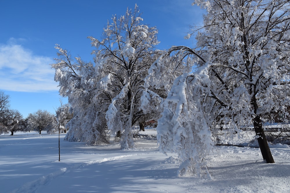 a snow covered park with trees and a blue sky