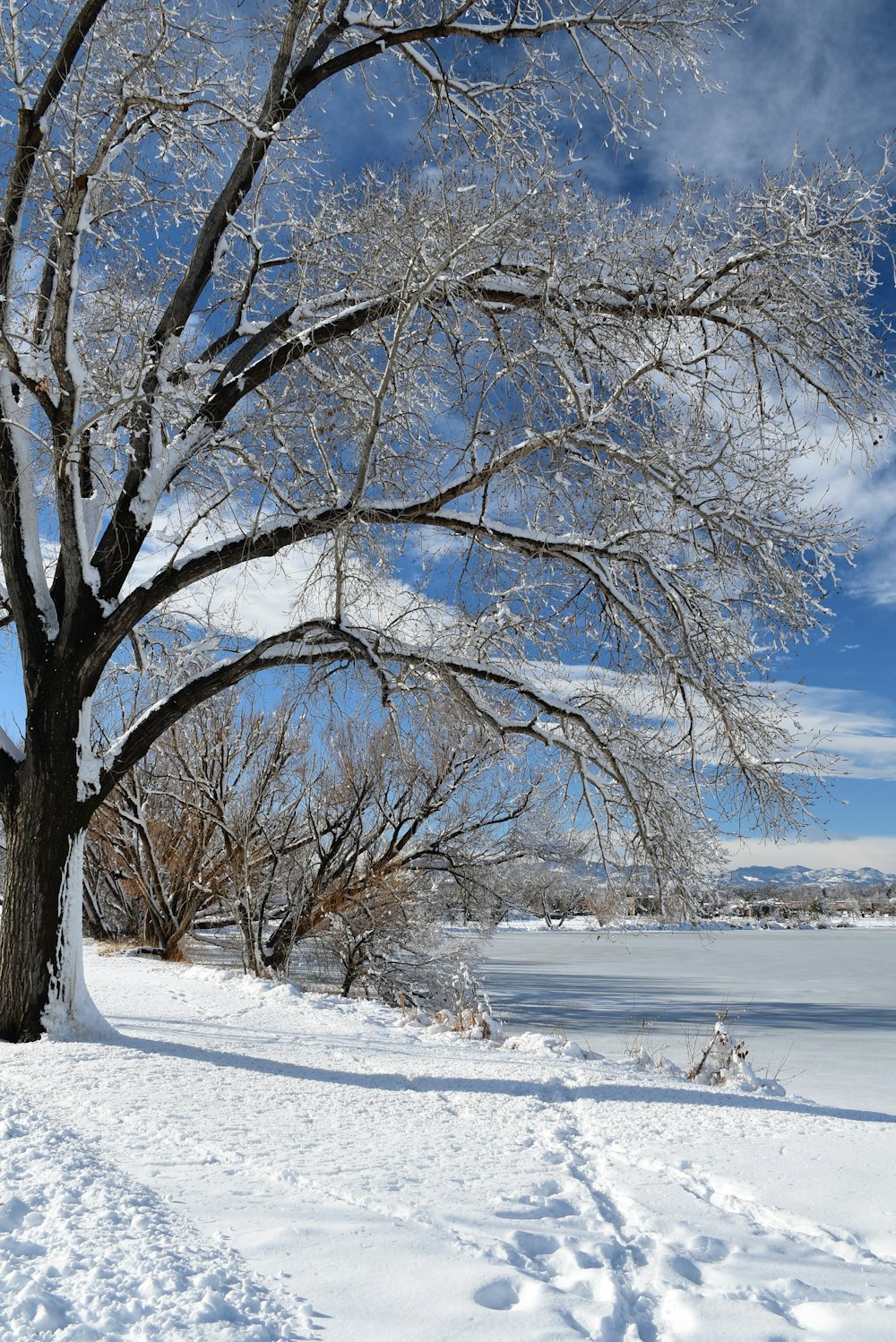 a tree in the middle of a snowy field