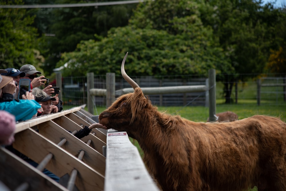 a long horned animal standing next to a crowd of people