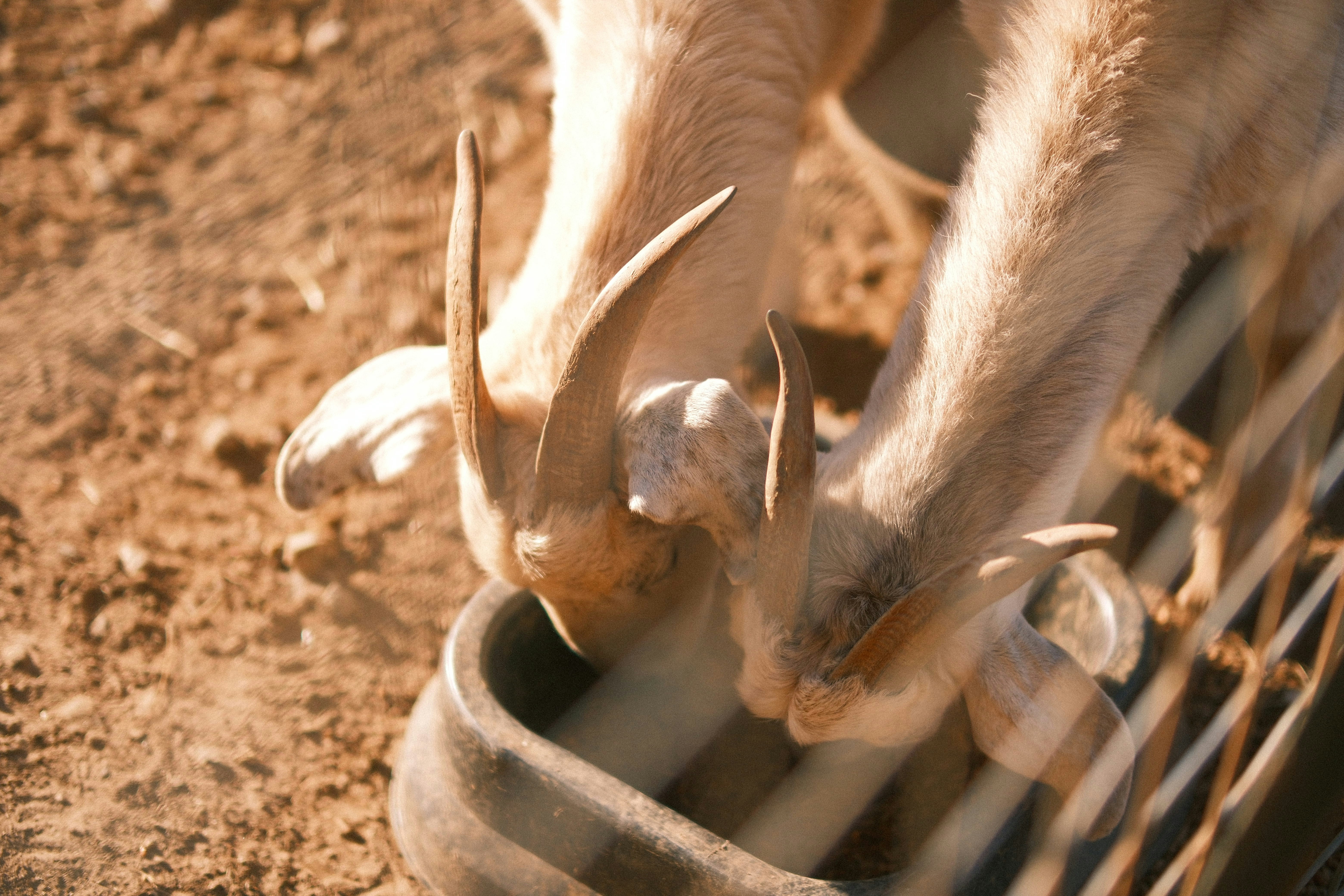 a couple of animals that are eating out of a bowl
