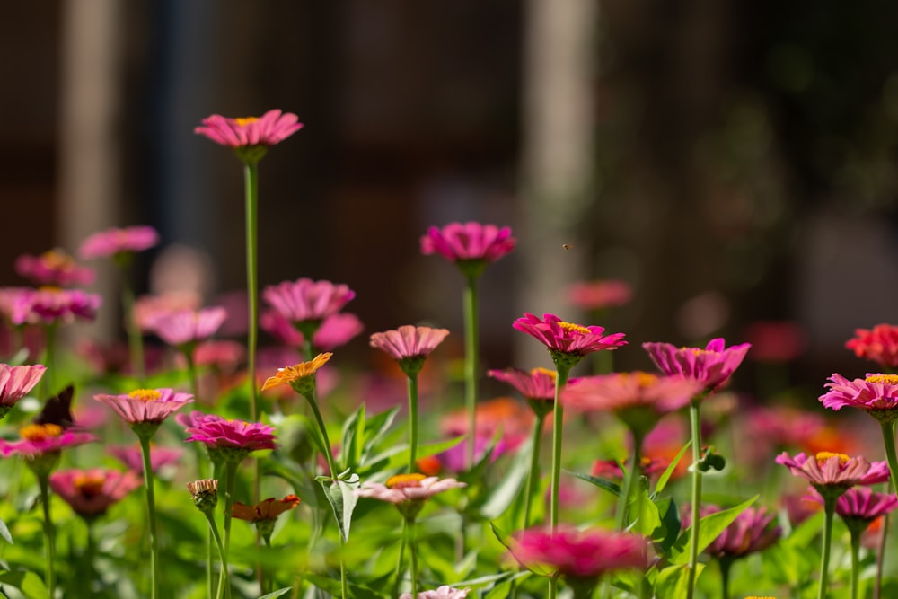 a field of pink flowers with green stems