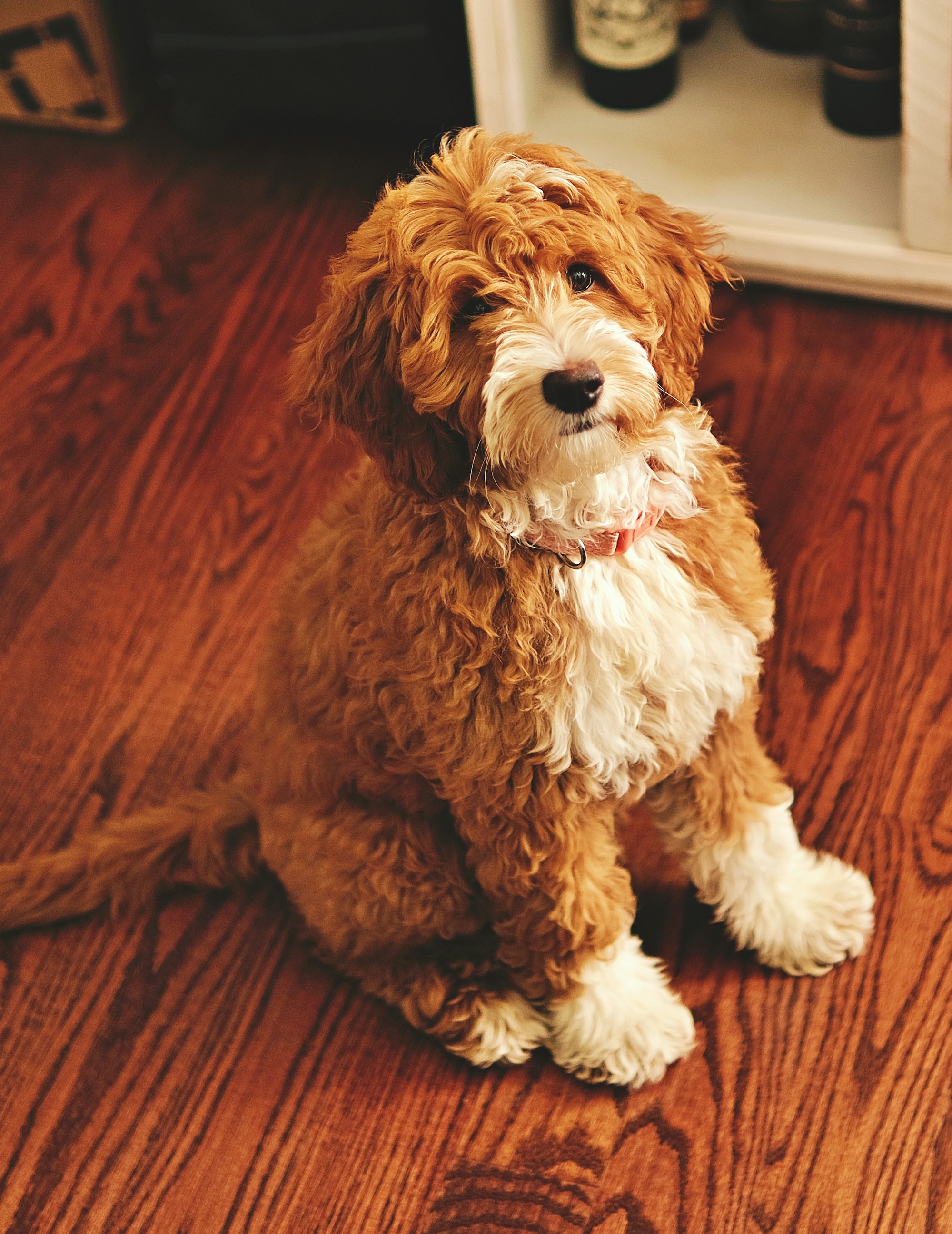 A brown and white goldendoodle sitting upright.