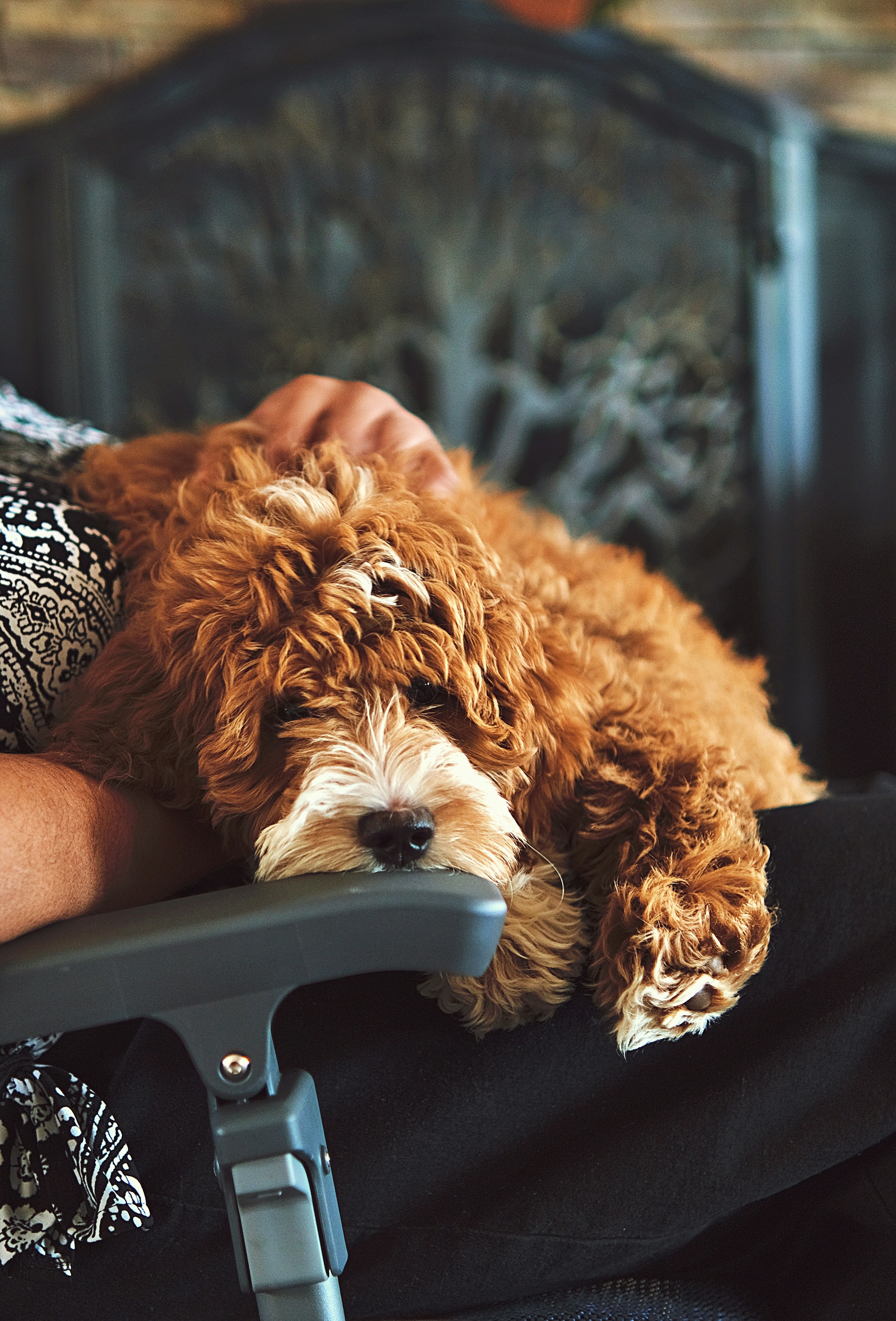 A brown and white goldendoodle lying down in a person's lap.