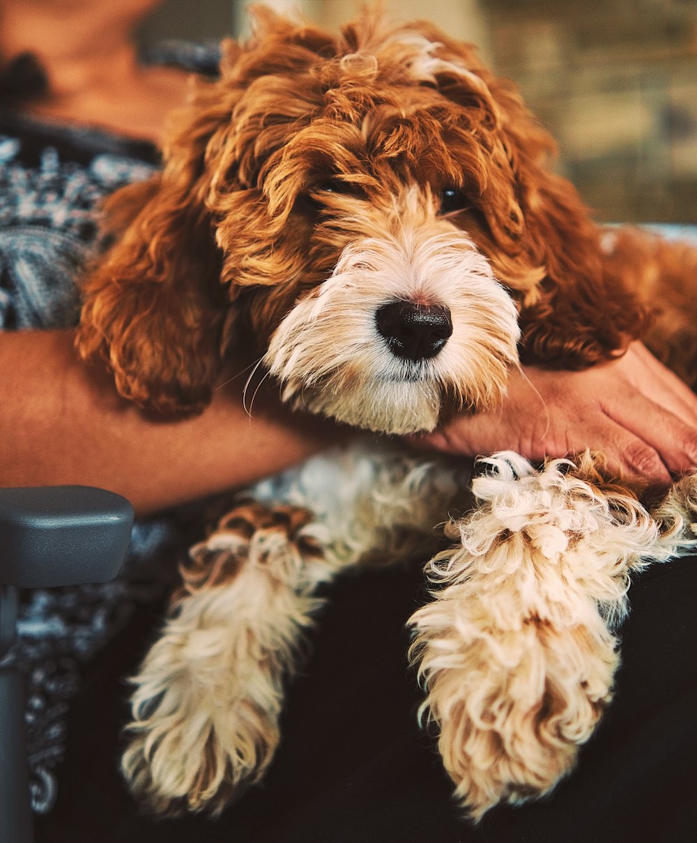um close up de uma pessoa segurando um cão