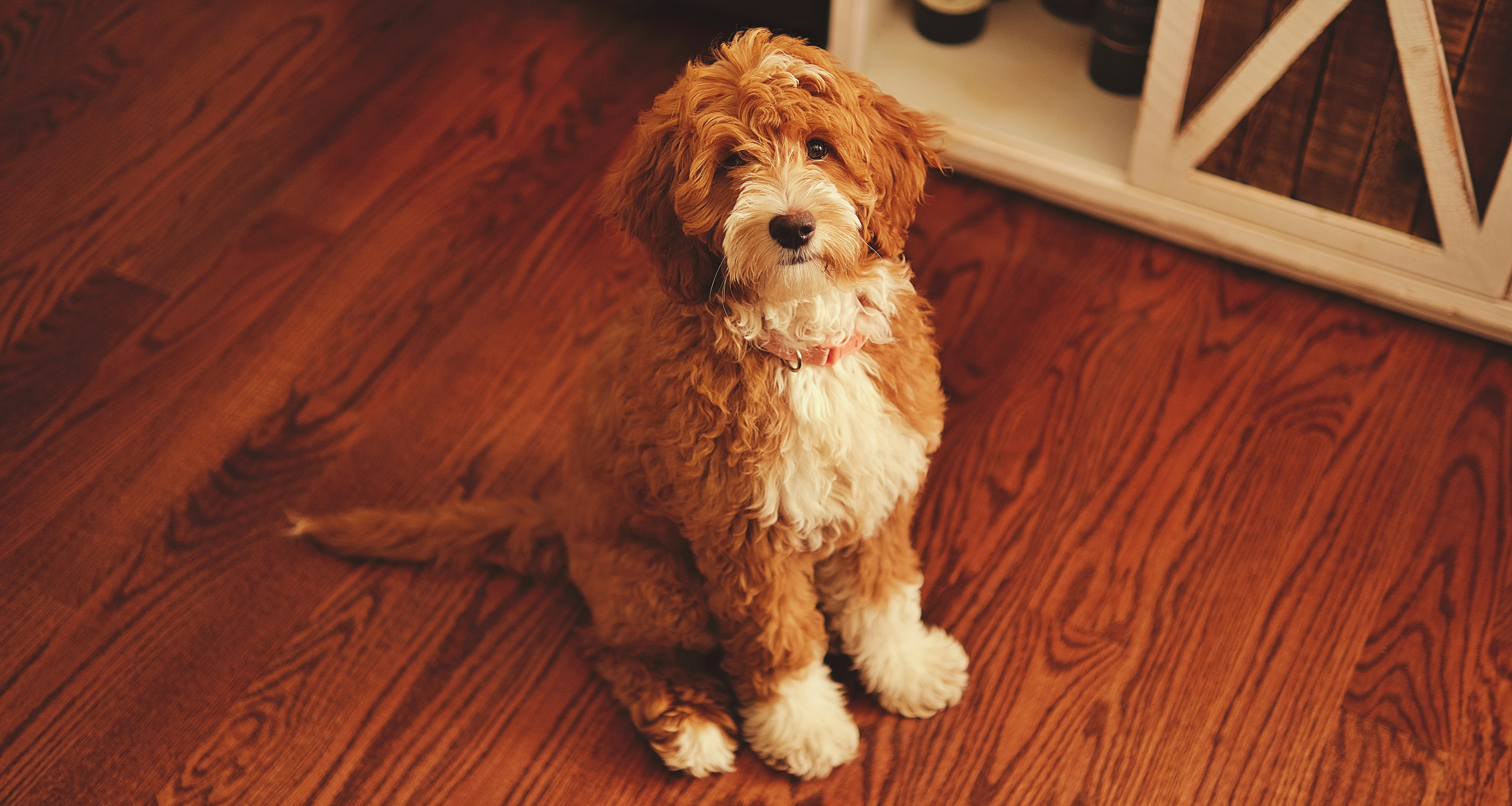 A brown and white goldendoodle looking at the camera while sitting upright.