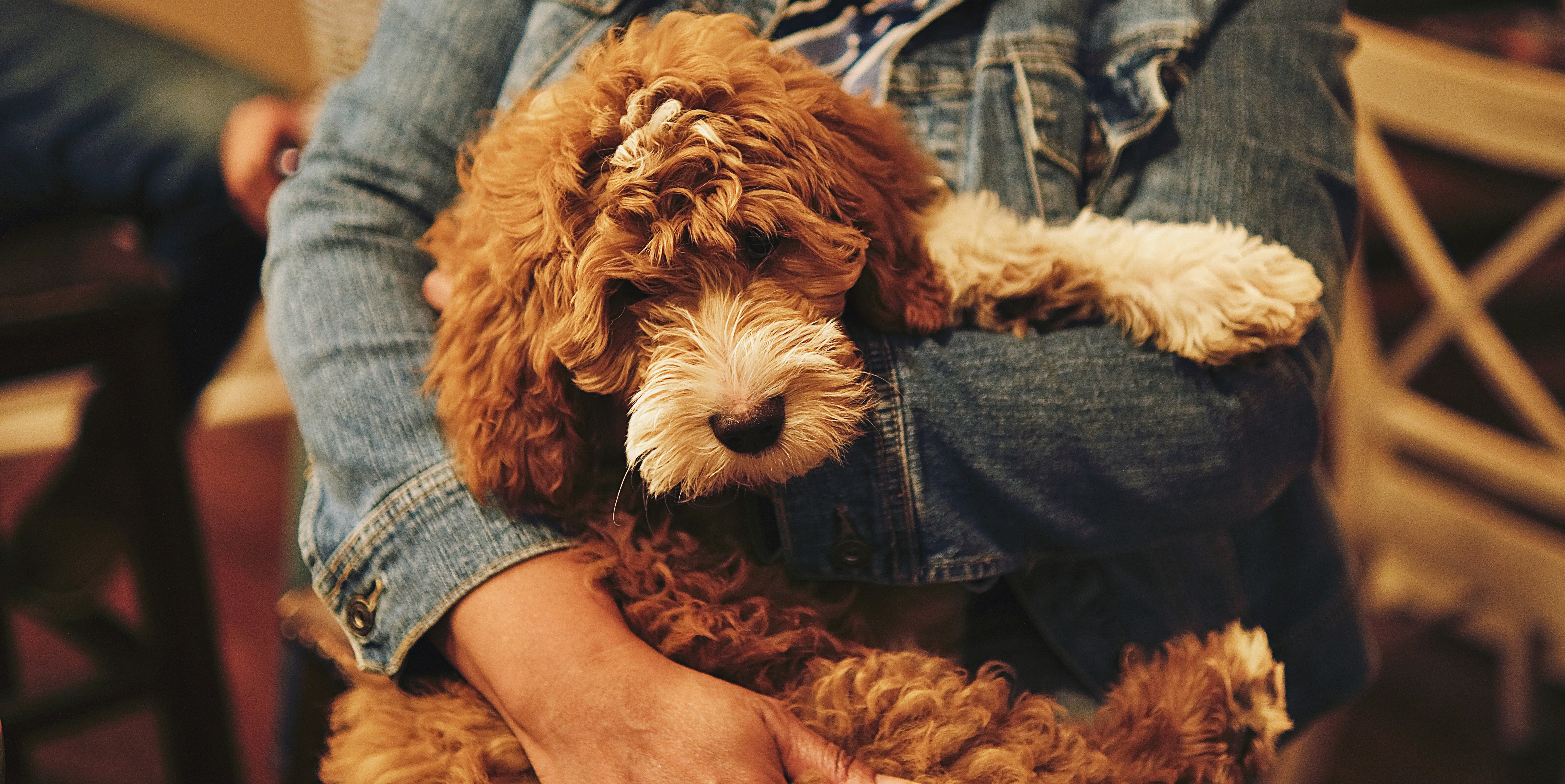 A brown and white goldendoodle being held in a person's arms.