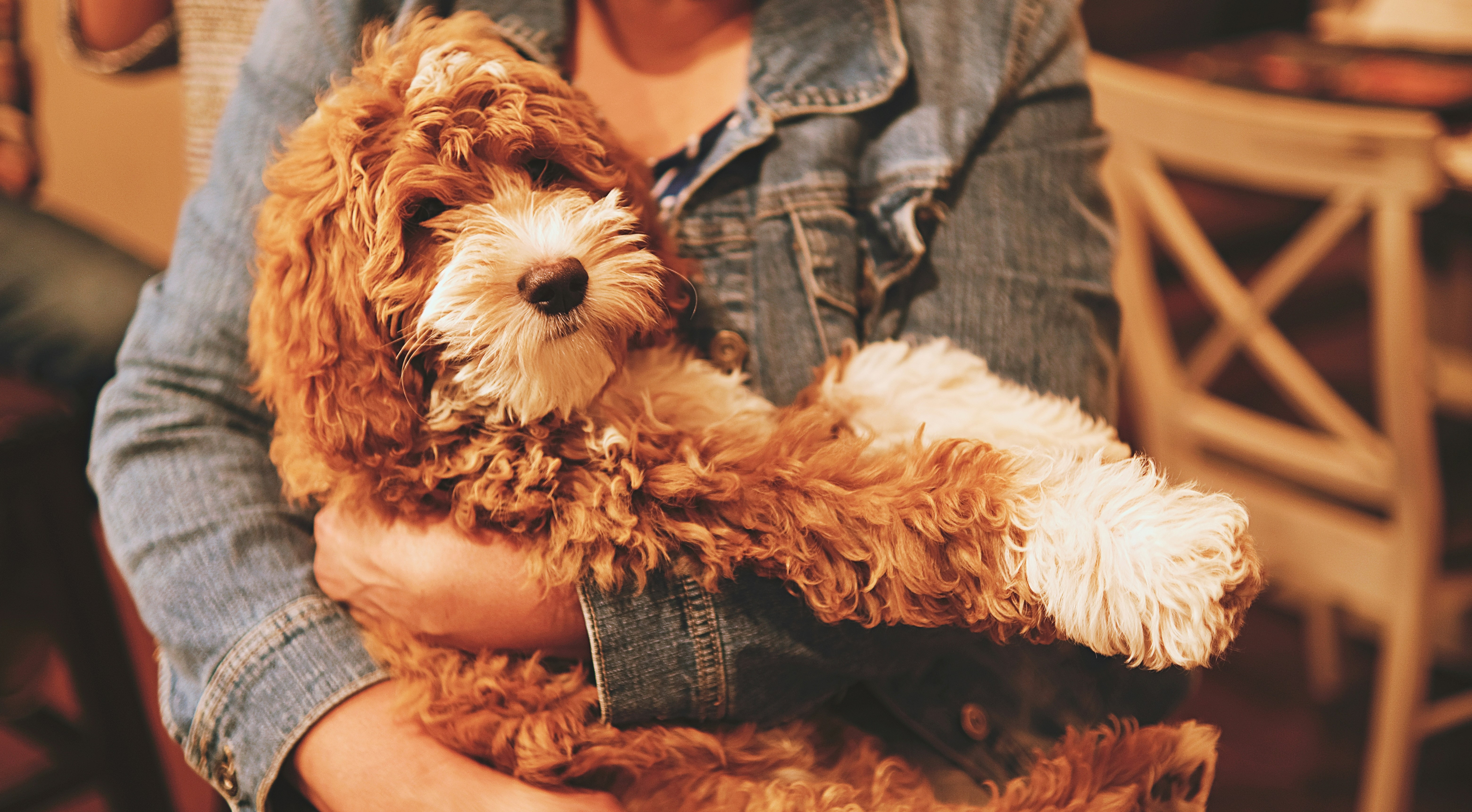 A brown and white goldendoodle being held in person's arms.