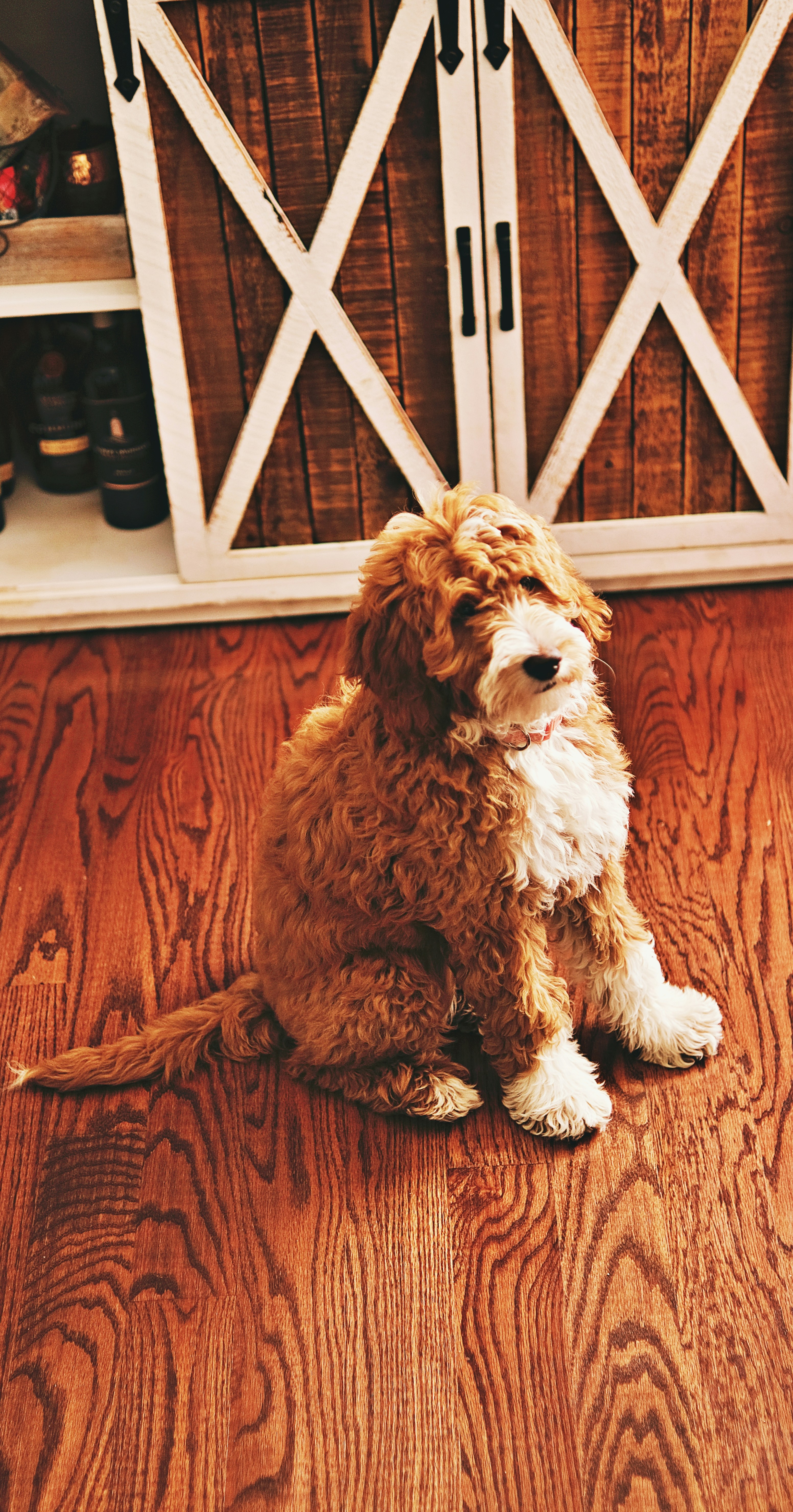 A brown and white goldendoodle sitting curiously.